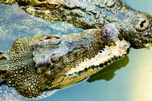 水中鳄鱼特写