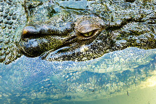 水中鳄鱼的特写
