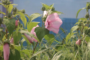 芙蓉葵