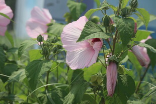 芙蓉葵