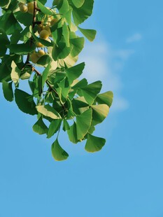 蓝天映衬下的翠绿银杏叶
