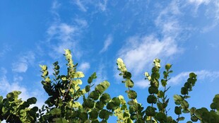 蓝天映衬下的翠绿枝叶