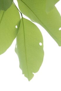 嫩绿叶片特写