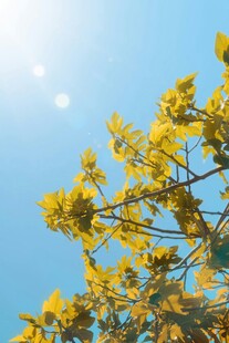 阳光下的金黄树叶