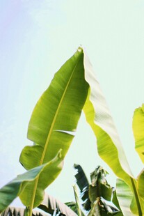 阳光下的翠绿芭蕉叶