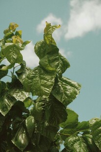 生机盎然的植物