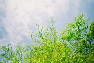 蓝天映衬下的翠绿枝叶