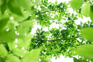 仰视翠绿繁茂的树叶