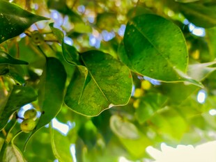 翠绿繁茂的树叶特写