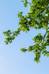 蓝天映衬下的翠绿树枝