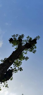 向上生长的树木