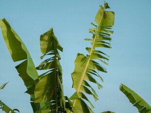 蓝天映衬下的翠绿香蕉叶