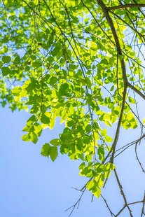 阳光下的翠绿树叶