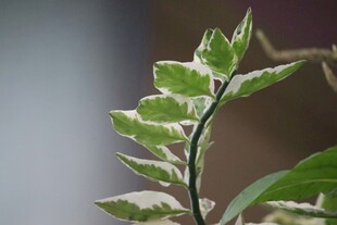 翠绿带纹叶片特写