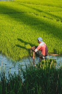 农民水田插秧劳作场景