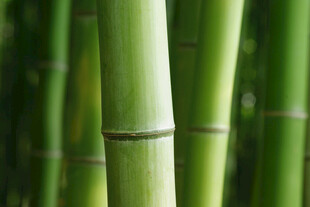 翠绿挺拔的竹子