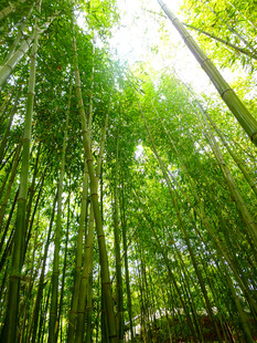 竹林