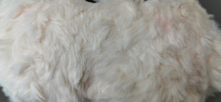 蓬松白色毛绒材质特写