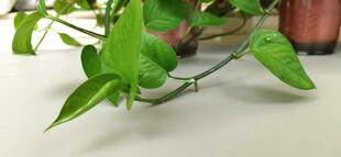 翠绿绿萝枝叶特写