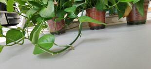 翠绿绿萝藤蔓自然垂落