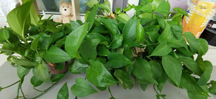 翠绿茂盛的室内绿萝