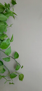 嫩绿藤蔓灰色背景