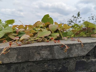 爬藤植物