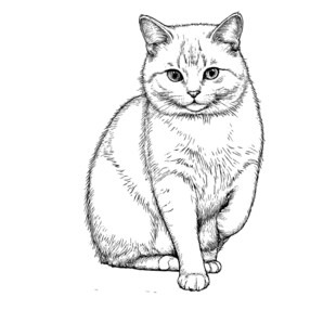 坐姿优雅的猫咪