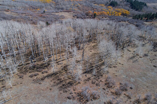 秋日枯树林俯瞰景象