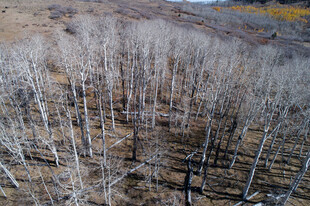 枯树林俯瞰景象