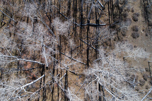 冬日雪覆树林俯瞰景象