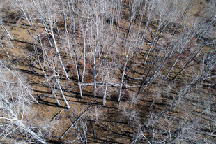 冬日枯树林俯瞰景象