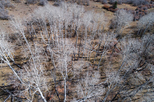 冬日枯树林景观