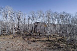 冬日枯树林中的小屋