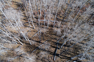 冬日枯树林景象