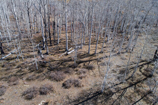 枯树林中的荒凉景象