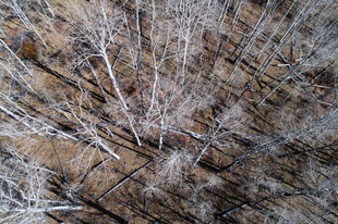 冬日霜覆植物特写