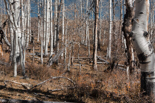 冬日枯树林景观
