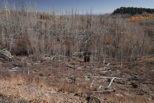 烧毁的林地景象
