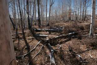 森林的荒芜景象