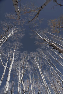 仰视冬日枯树林