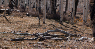 森林中废弃的自行车残骸