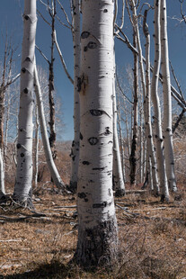 白桦林树干特写