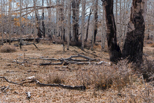 枯木遍野的荒芜森林景象