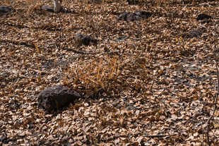 沙滩上的干草与碎石