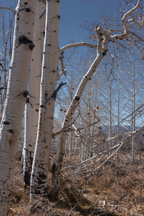 枯树林中的白桦树干