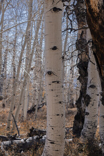 冬日白桦林景观