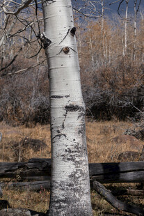 孤独白桦树荒野中的景致