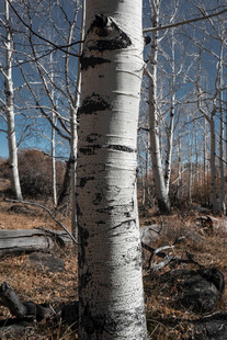 白桦树干特写 秋景风光