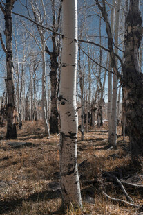 冬日枯树林景观